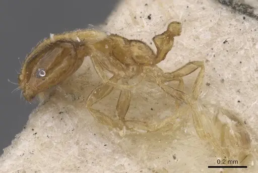 Monomorium musicum specimen CASENT0913819 image casent0913819_3