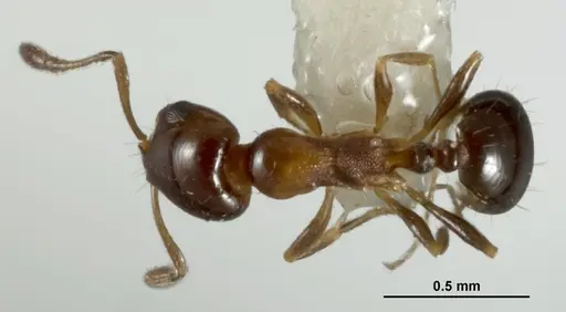 Monomorium nanum specimen ANIC32-015672-1 image anic32-015672-1_1