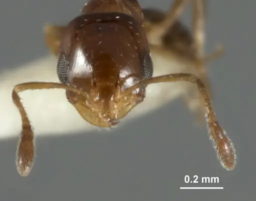 Monomorium nanum specimen ANIC32-015672-1 image anic32-015672-1_2