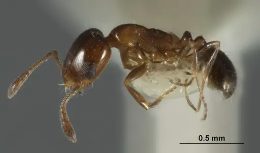 Monomorium nanum specimen ANIC32-015672-1 image anic32-015672-1_3