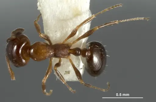 Monomorium nanum specimen ANIC32-015672-2 image anic32-015672-2_1