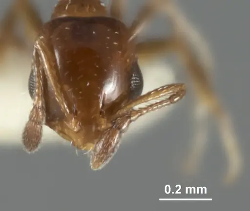 Monomorium nanum specimen ANIC32-015672-2 image anic32-015672-2_2