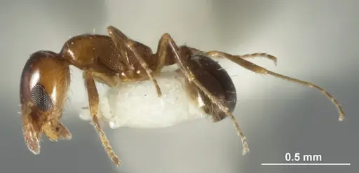 Monomorium nanum specimen ANIC32-015672-2 image anic32-015672-2_3