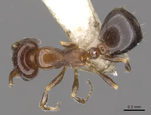 Monomorium nanum specimen CASENT0902316 image casent0902316_1
