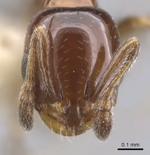 Monomorium nanum specimen CASENT0902316 image casent0902316_2