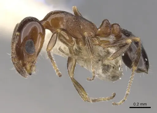 Monomorium nanum specimen CASENT0902316 image casent0902316_3