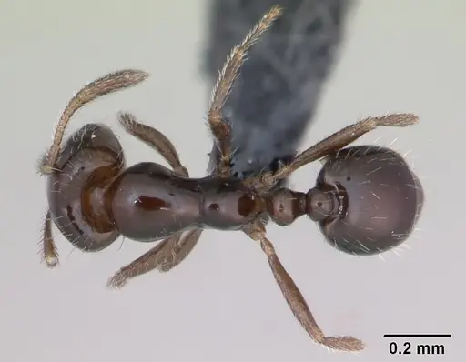 Monomorium nigricans specimen CASENT0020200 image casent0020200_1