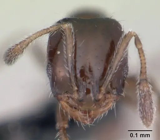 Monomorium nigricans specimen CASENT0020200 image casent0020200_2