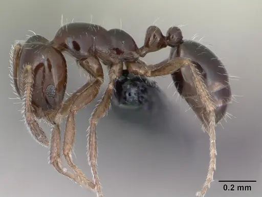 Monomorium nigricans specimen CASENT0020200 image casent0020200_3