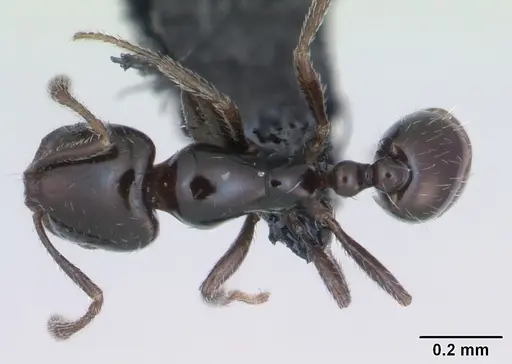 Monomorium nigricans specimen CASENT0079066 image casent0079066_1