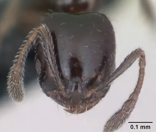 Monomorium nigricans specimen CASENT0079066 image casent0079066_2