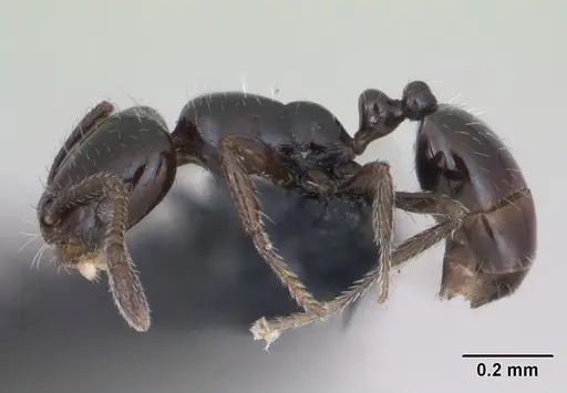 Monomorium nigricans specimen CASENT0079066 image casent0079066_3