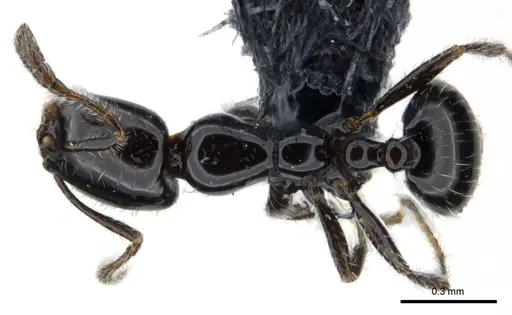 Monomorium nigricans specimen CASENT0147100 image casent0147100_1