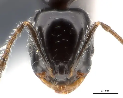 Monomorium nigricans specimen CASENT0147100 image casent0147100_2