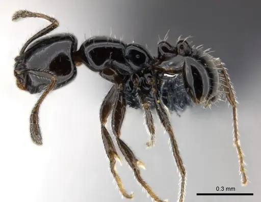 Monomorium nigricans specimen CASENT0147100 image casent0147100_3