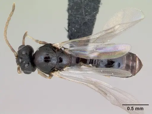 Monomorium nigricans specimen CASENT0440974 image casent0440974_1