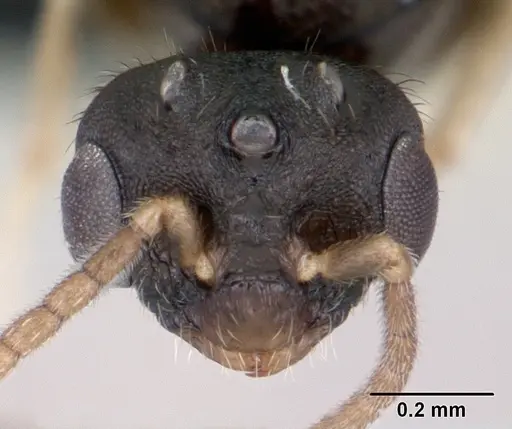 Monomorium nigricans specimen CASENT0440974 image casent0440974_2
