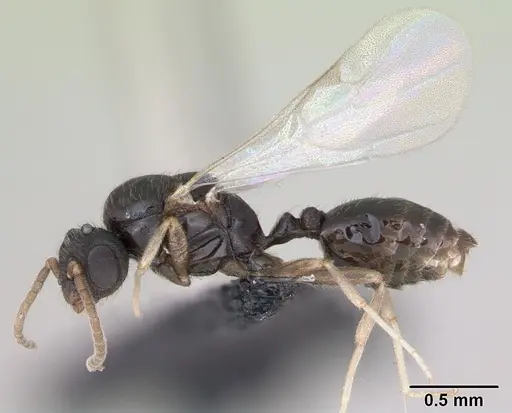 Monomorium nigricans specimen CASENT0440974 image casent0440974_3