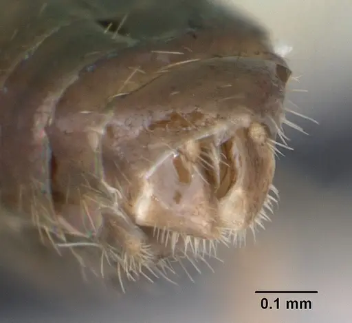 Monomorium nigricans specimen CASENT0440974 image casent0440974_4