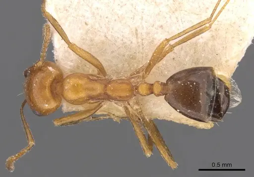 Monomorium niloticoides specimen CASENT0908748 image casent0908748_1