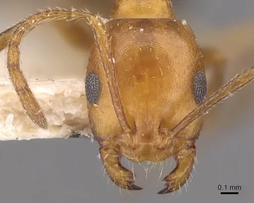 Monomorium niloticoides specimen CASENT0908748 image casent0908748_2