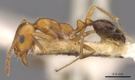 Monomorium niloticoides specimen CASENT0908748 image casent0908748_3