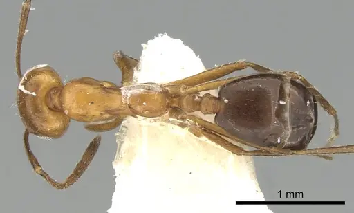Monomorium niloticum specimen CASENT0249836 image casent0249836_1