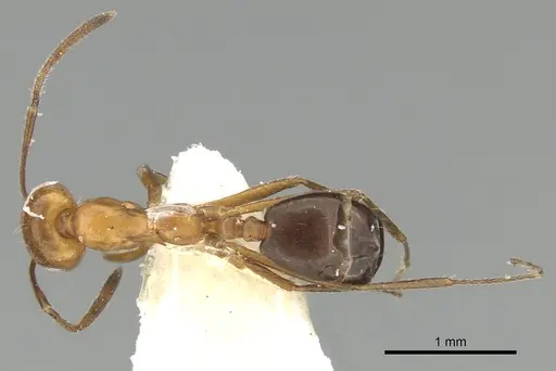 Monomorium niloticum specimen CASENT0249836 image casent0249836_2