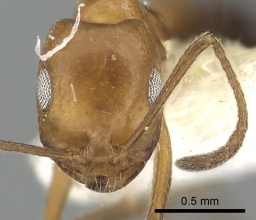 Monomorium niloticum specimen CASENT0249836 image casent0249836_3