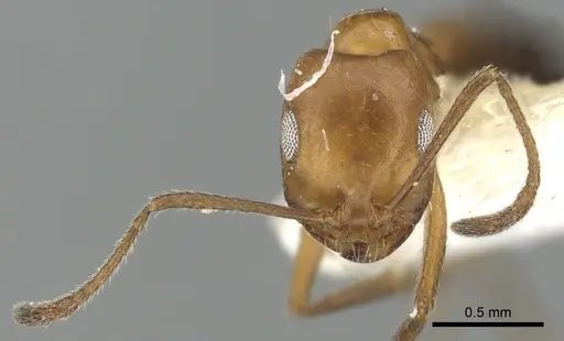 Monomorium niloticum specimen CASENT0249836 image casent0249836_4