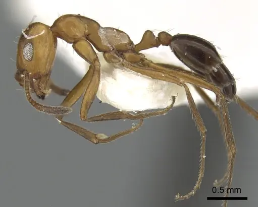 Monomorium niloticum specimen CASENT0249836 image casent0249836_5