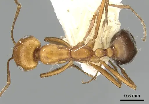 Monomorium niloticum specimen CASENT0249837 image casent0249837_1