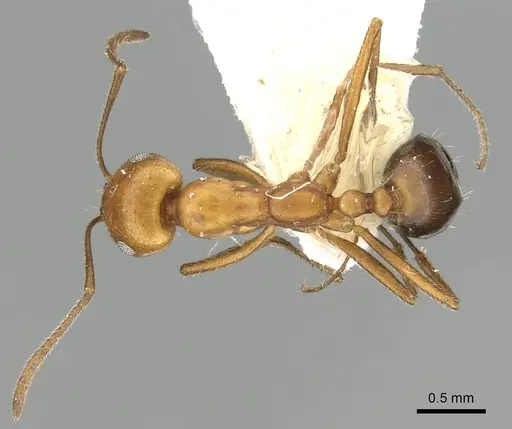 Monomorium niloticum specimen CASENT0249837 image casent0249837_2