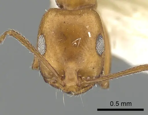 Monomorium niloticum specimen CASENT0249837 image casent0249837_3