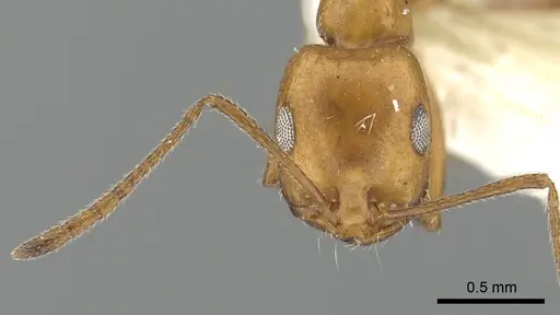 Monomorium niloticum specimen CASENT0249837 image casent0249837_4