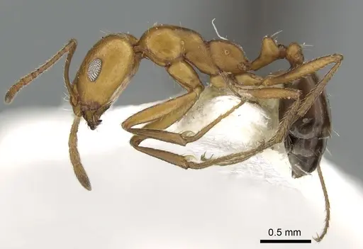 Monomorium niloticum specimen CASENT0249837 image casent0249837_5