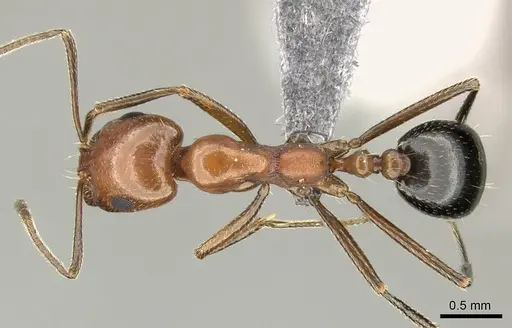 Monomorium niloticum specimen CASENT0260164 image casent0260164_1