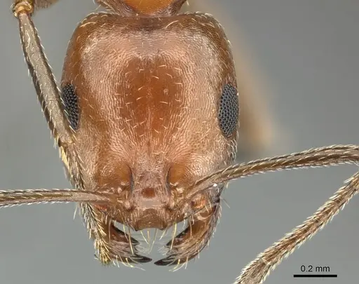 Monomorium niloticum specimen CASENT0260164 image casent0260164_2