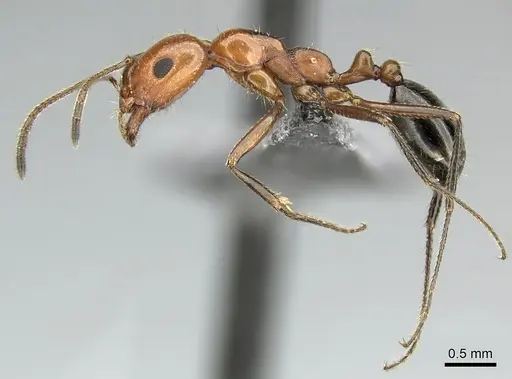 Monomorium niloticum specimen CASENT0260164 image casent0260164_3