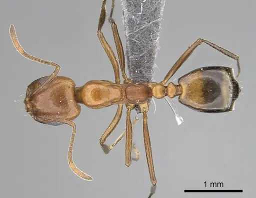 Monomorium niloticum specimen CASENT0264006 image casent0264006_1