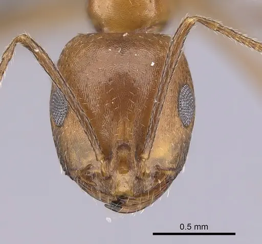 Monomorium niloticum specimen CASENT0264006 image casent0264006_2
