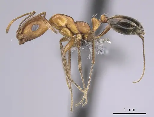 Monomorium niloticum specimen CASENT0264006 image casent0264006_3