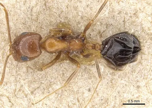 Monomorium niloticum specimen CASENT0905755 image casent0905755_1