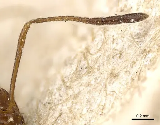 Monomorium niloticum specimen CASENT0905755 image casent0905755_3