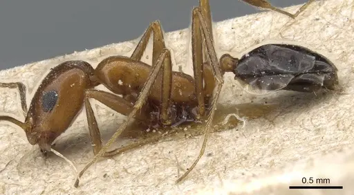 Monomorium niloticum specimen CASENT0905755 image casent0905755_4