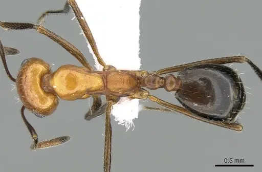 Monomorium niloticum specimen CASENT0906397 image casent0906397_1