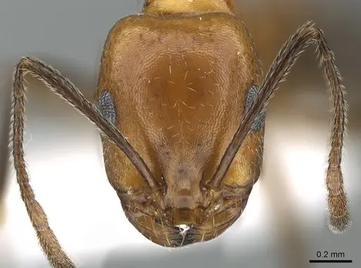 Monomorium niloticum specimen CASENT0906397 image casent0906397_2