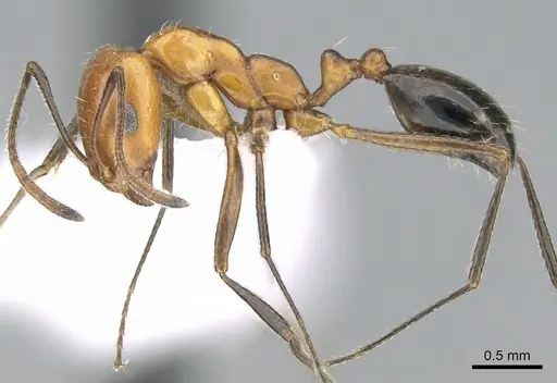 Monomorium niloticum specimen CASENT0906397 image casent0906397_3