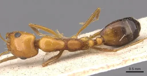 Monomorium niloticum specimen CASENT0908752 image casent0908752_1