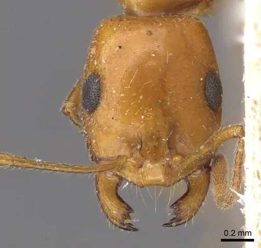 Monomorium niloticum specimen CASENT0908752 image casent0908752_2
